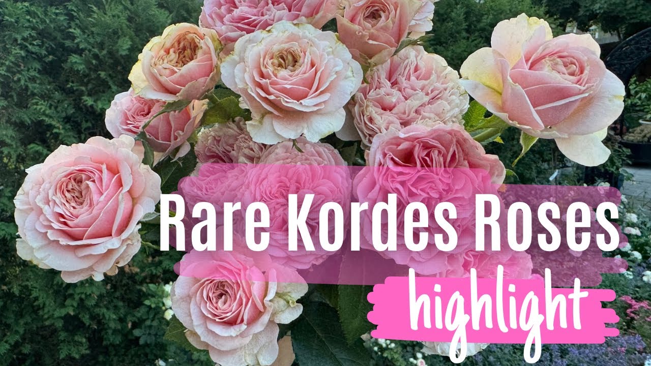 Rare Kordes roses: Wellenspiel and Amorosa  