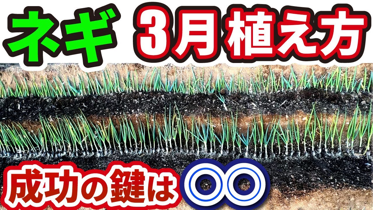 【ネギ栽培】苗の植え方【家庭菜園でも簡単にできる方法】
