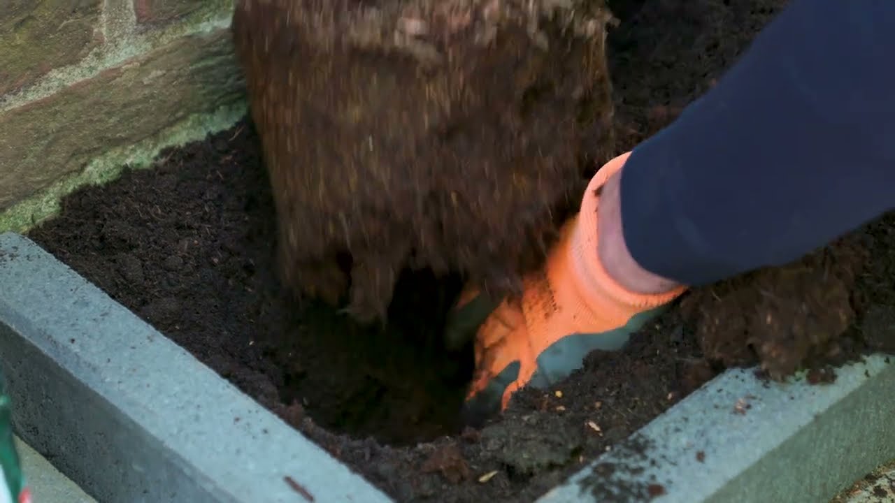 Geveltuin aanleggen | Tegel eruit, plantje erin | Zo doe je dat stap voor stap