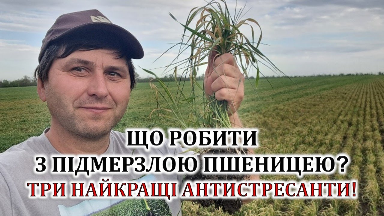 Що робити з підмерзлою пшеницею? Три найкращі антистресанти!