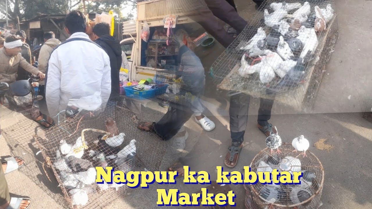 Nagpur ka kabutar Market 🕊💯