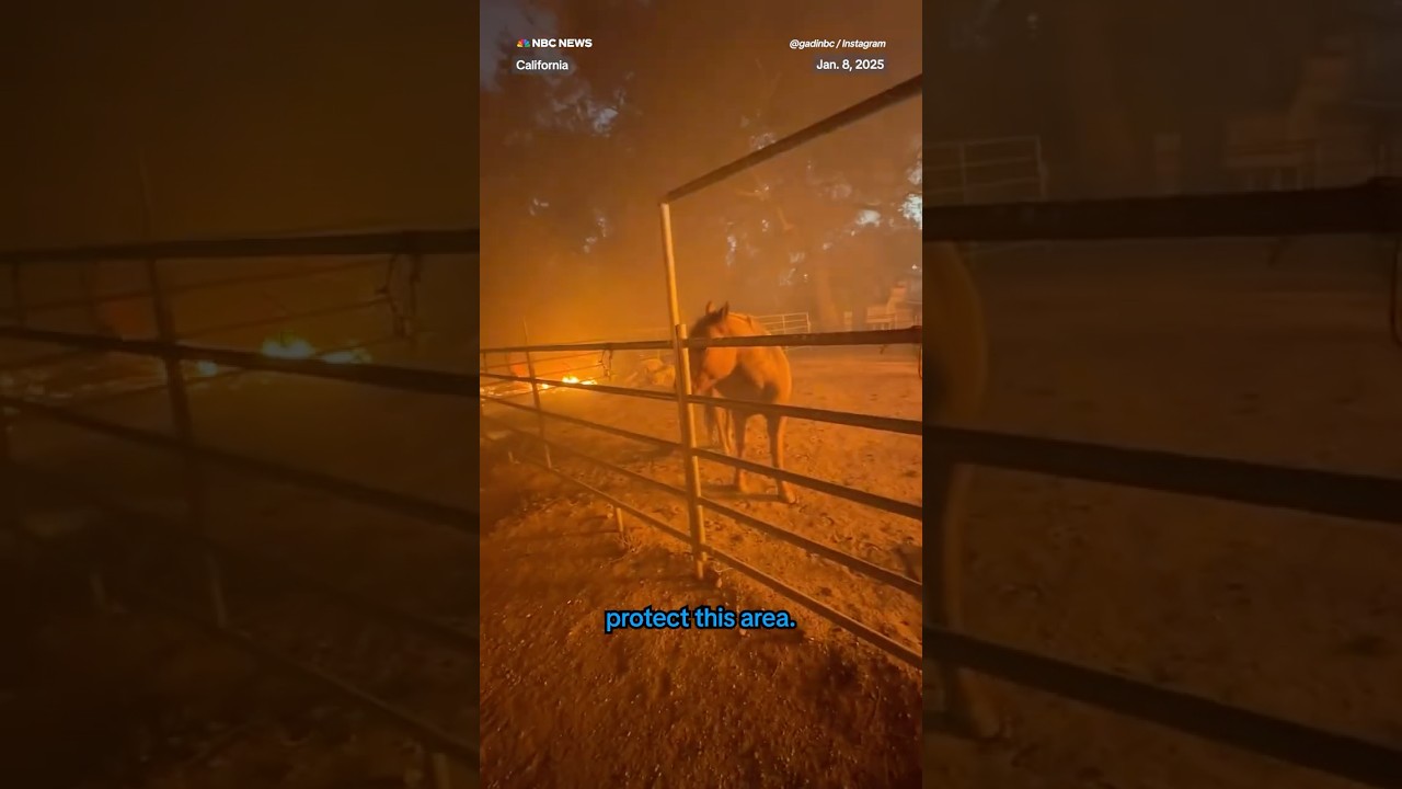 California firefighter hops fence to rescue trapped horse
