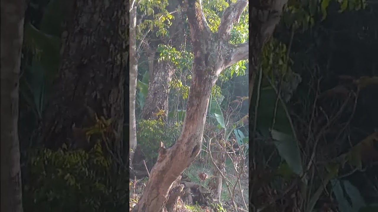 Es bonito los vosques   porque albergan pagaros y ardillas