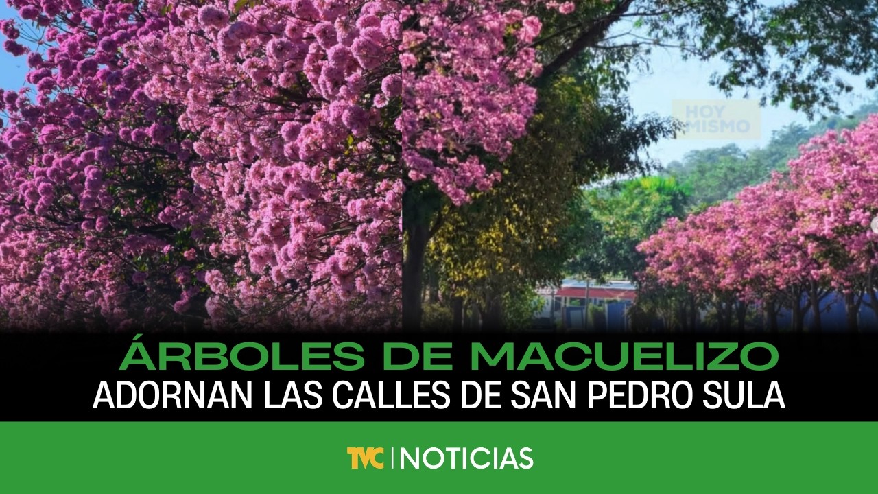 Árboles de macuelizo adornan las calles de San Pedro Sula