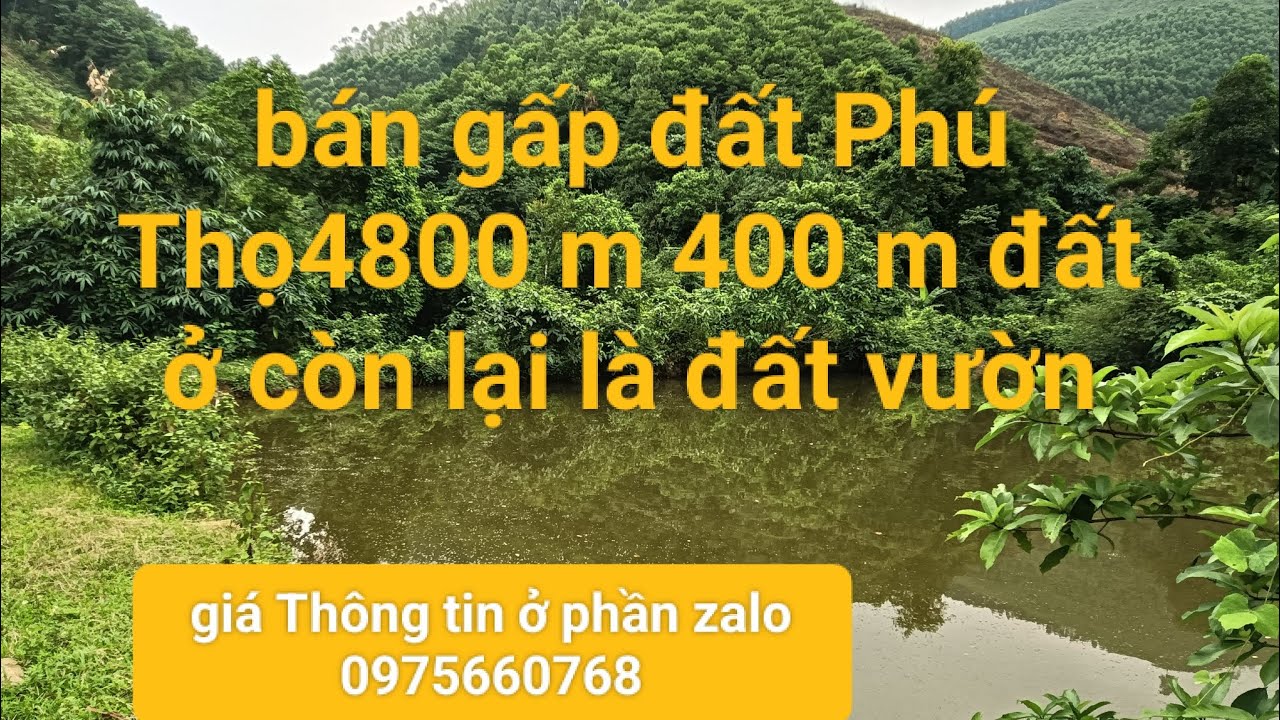 Cần bán gấp đất Phú Thọ 4800 m 400 m đất ở còn lại là đất cây lâu năm