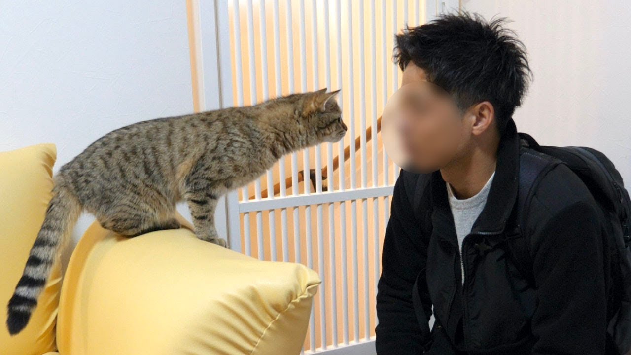 突然遊びにきた友達に興味津々な子猫と塩対応なもふ猫！