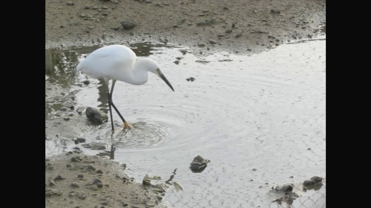 Little Egret Wading Technique: Foot Stirring