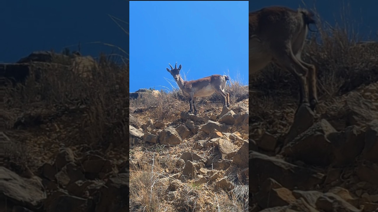 🐐🤘🏻⛰️🔝 