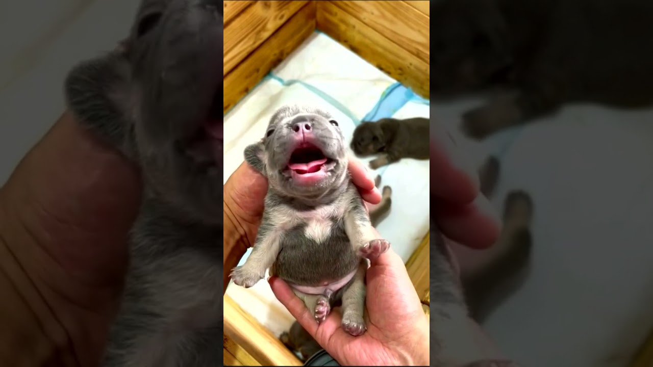 Cute puuy  #activedog #dog #dogpet #dogeyes #instadogs #doggo #doglovers #dogloversfeed #dogs