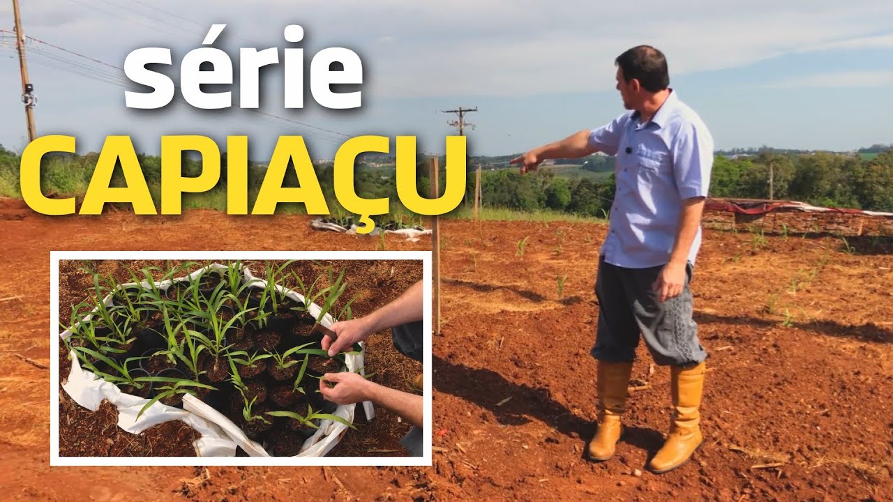 Planejamento e plantio do CAPIAÇU