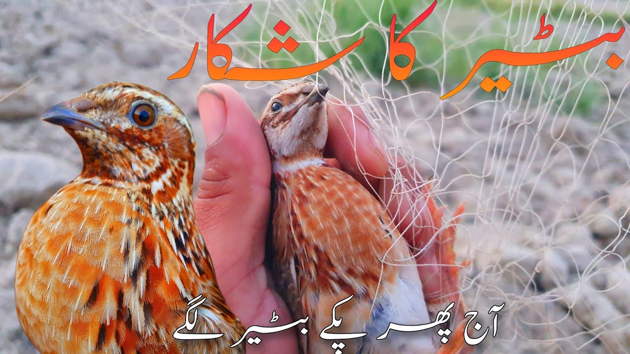 Batair ka shikar part 14 Quail hunting in pakistan   2023 4K