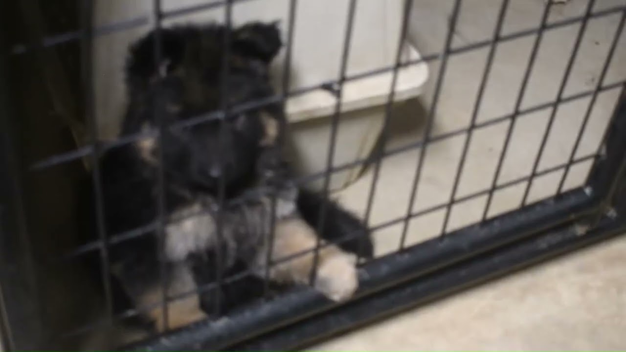 Tiltonhaus German Shepherd Puppies — Preparing for the Transition to Their New Homes 🐾