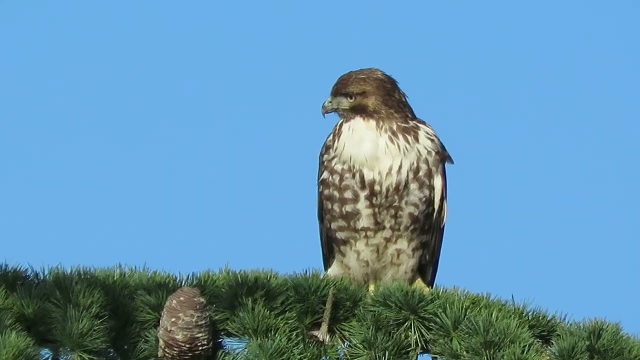 02/15/26 Juv Red-Tailed Hawk (Hunting) Kent Wa 7644-169