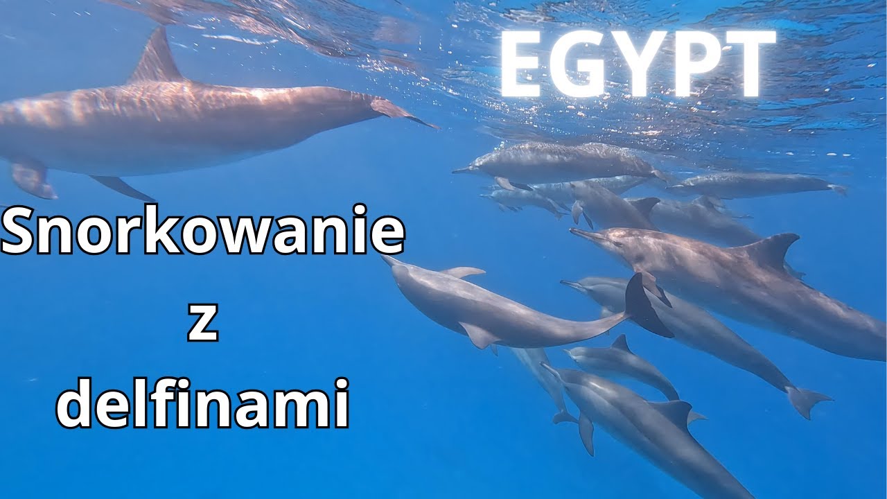 Snorkowanie z delfinami w Egipcie w Marsa Alam na rafie Shaab Samadai Dolphin House