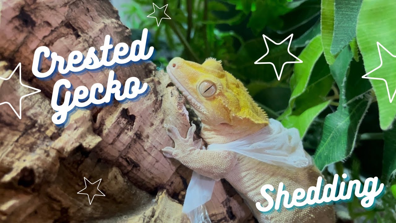 Crested Gecko Shedding Skin CAUGHT on CAMERA!