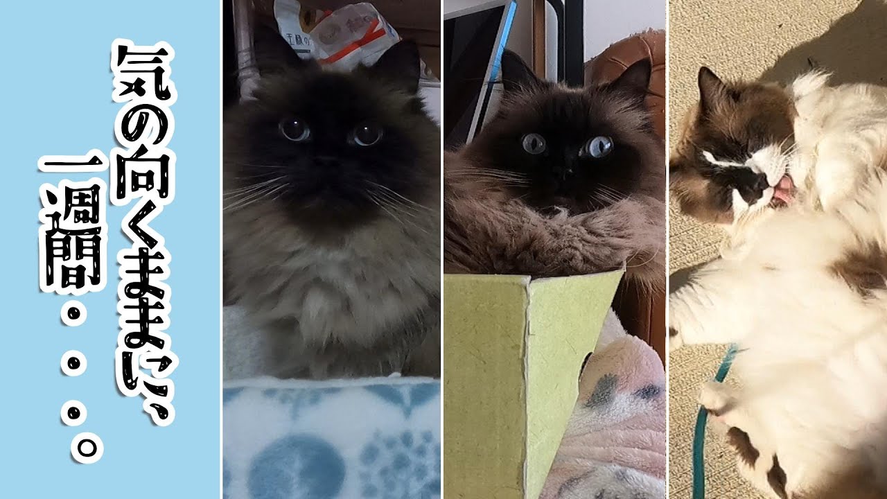気の向くままに、一週間・・・。　#グリンとグランの陽だまり日記　#猫
