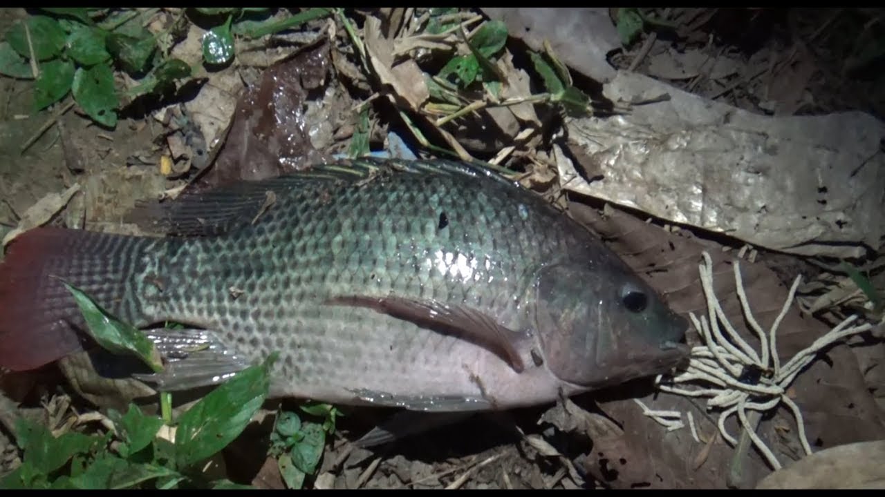 Pesca 2019 Tilapias con anzuelo y lombriz y atarraya en laguna.