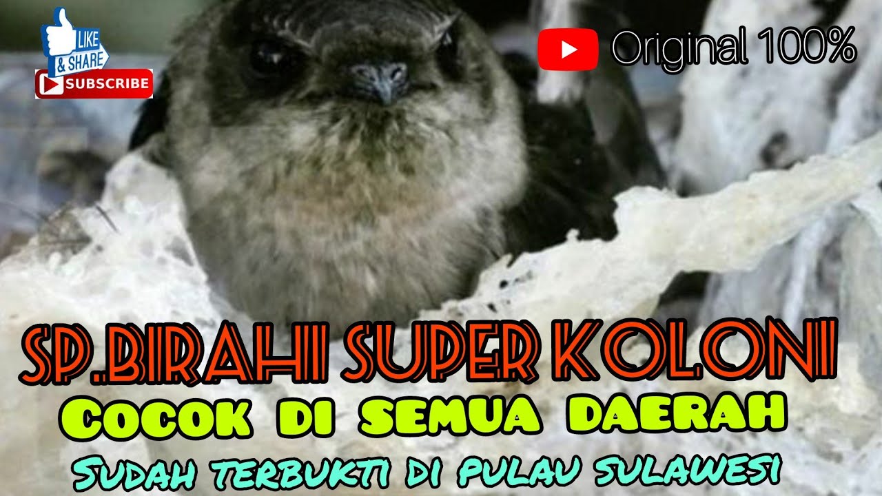 SP.BIRAHI SUPER KOLONI..cocok di semua daerah.terbukti di pulau sulawesi...di jamin hanya 5 bulan...
