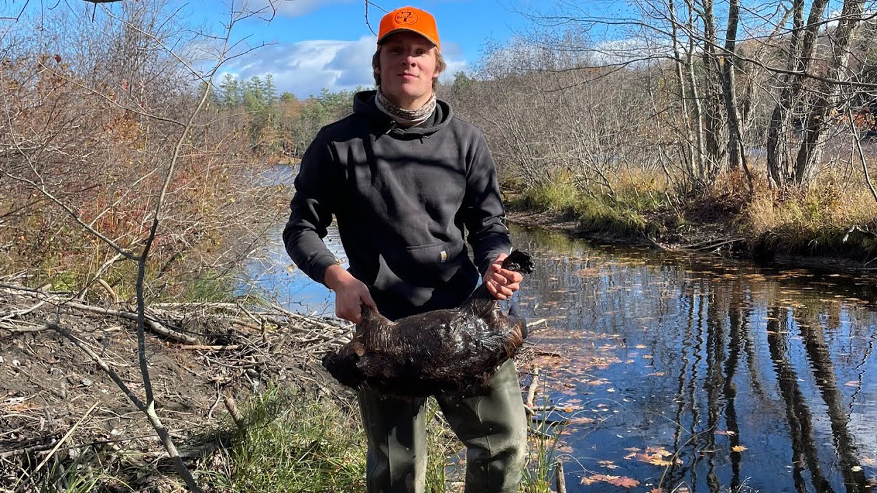 63 Pound Beaver! Maine trapping 