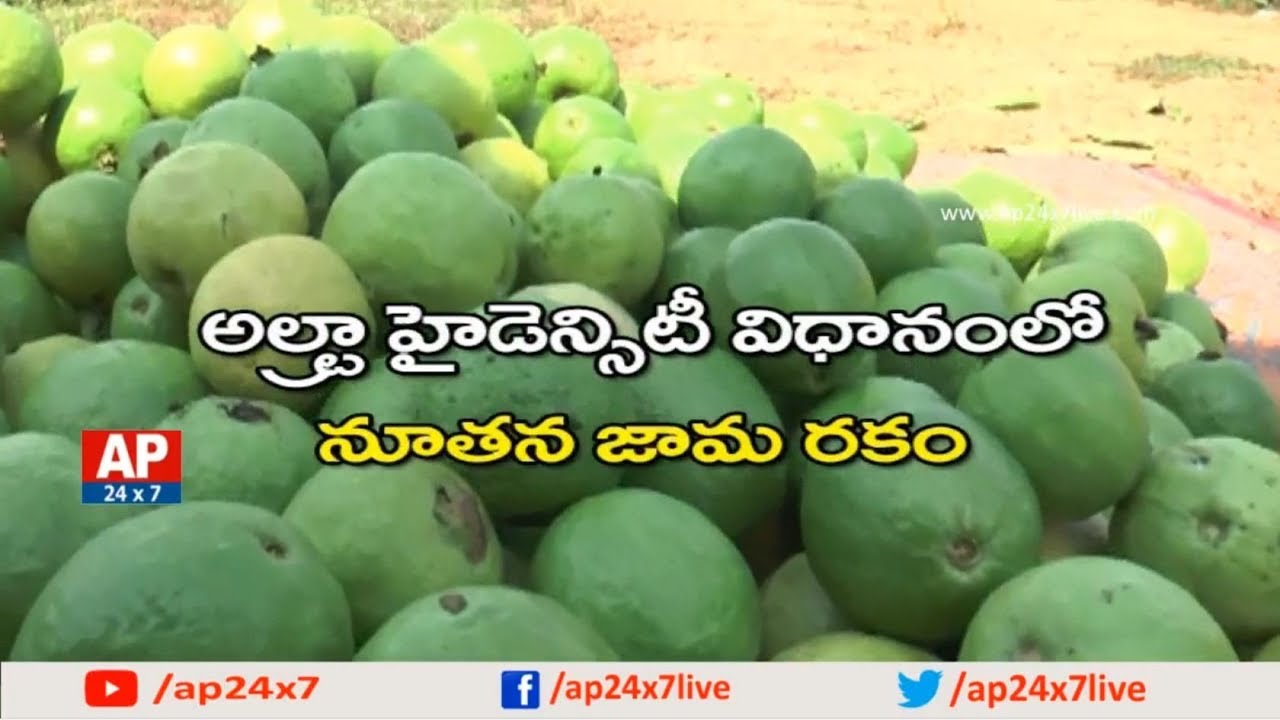Success Story of Ideal Farmer Guava Cultivation in Ultra High Density Method | Rythu Ratham | AP24x7