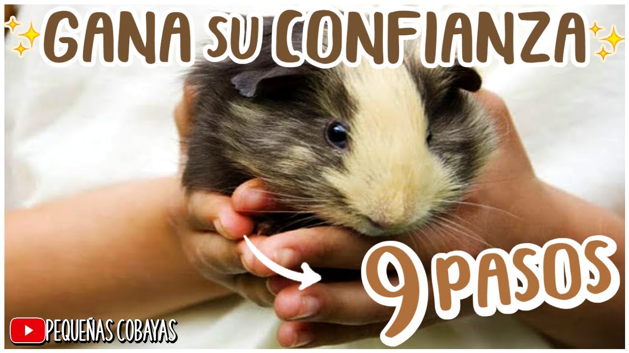 Como GANAR la CONFIANZA de un CUYO ?