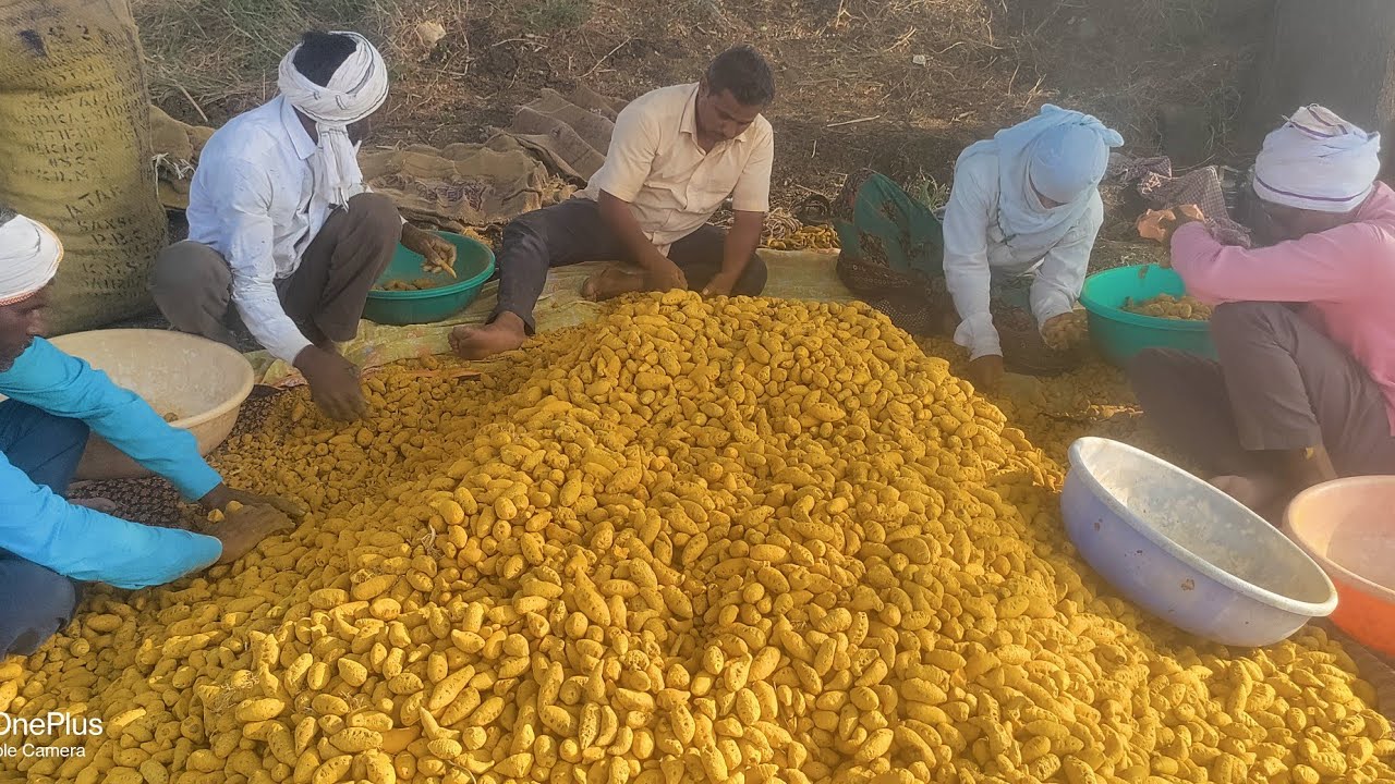 हळद काढणी पश्चात प्रक्रिया 