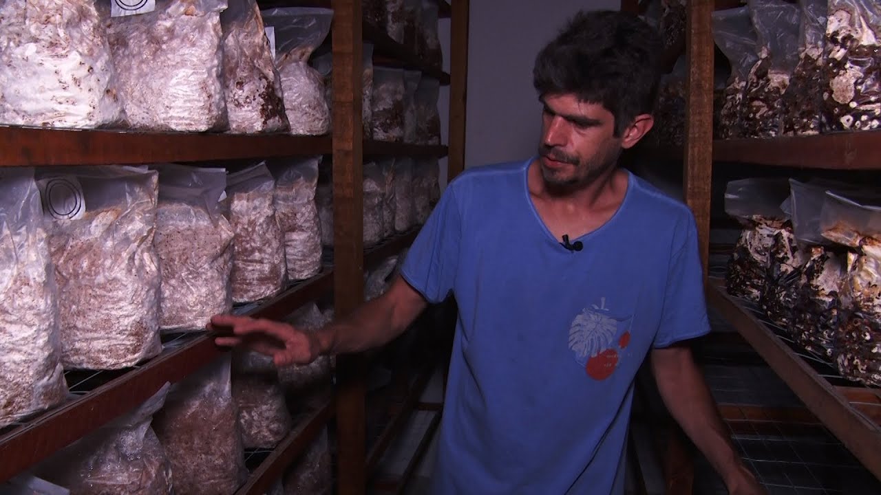 Produção de cogumelos shitake ganha destaque em Nova Friburgo || portalmultiplix.com