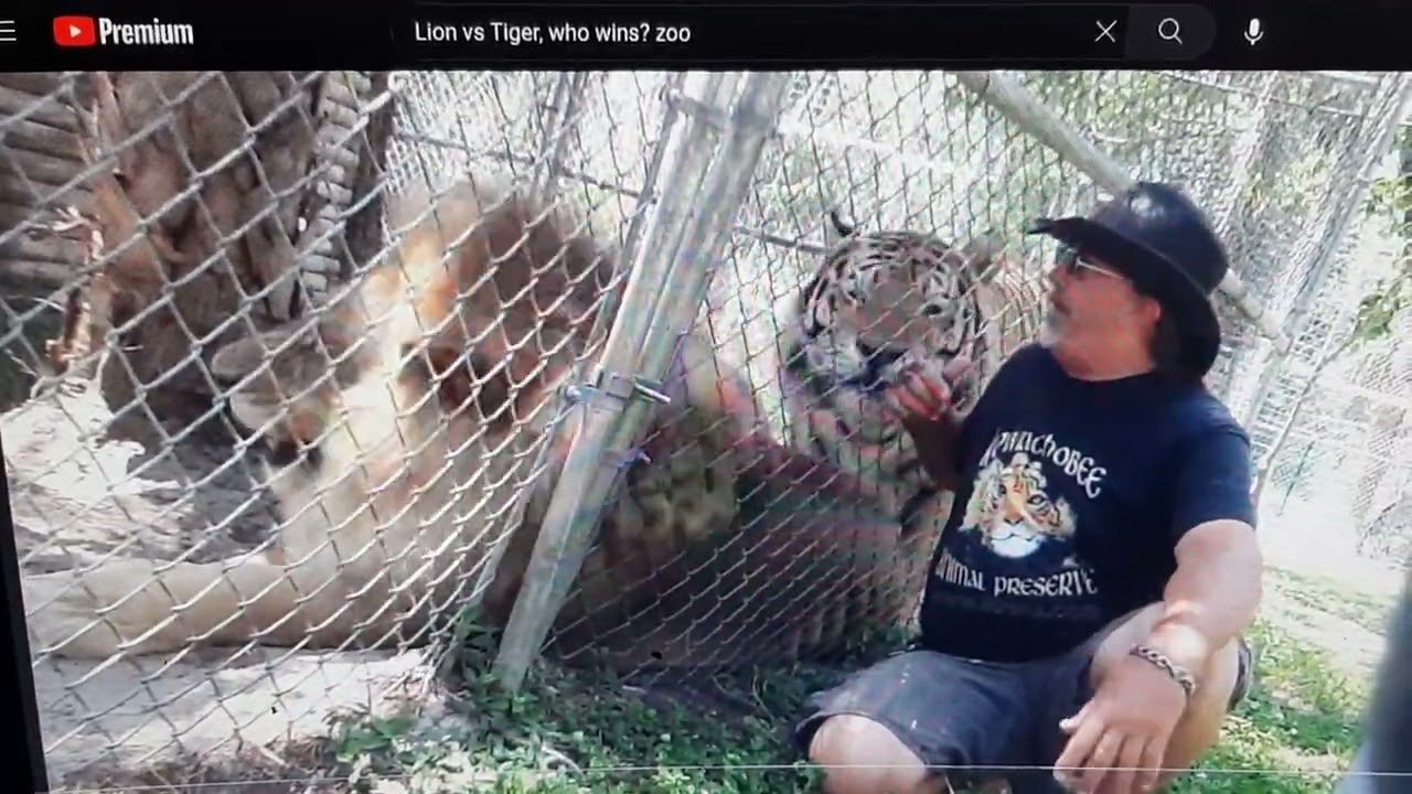 Lion vs Tiger, according to Zookeeper (reupload)