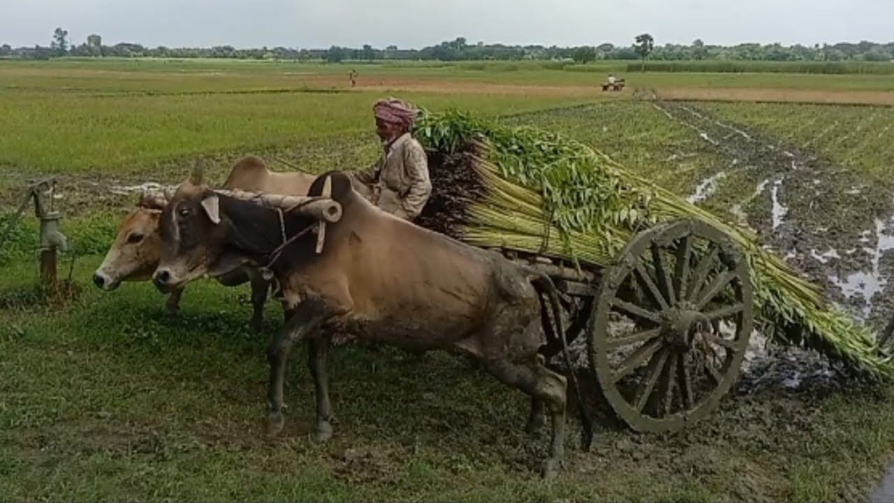 Traditional Bullock Cart Carrying Jute in Muddy Fields | Village Life of Bangladesh