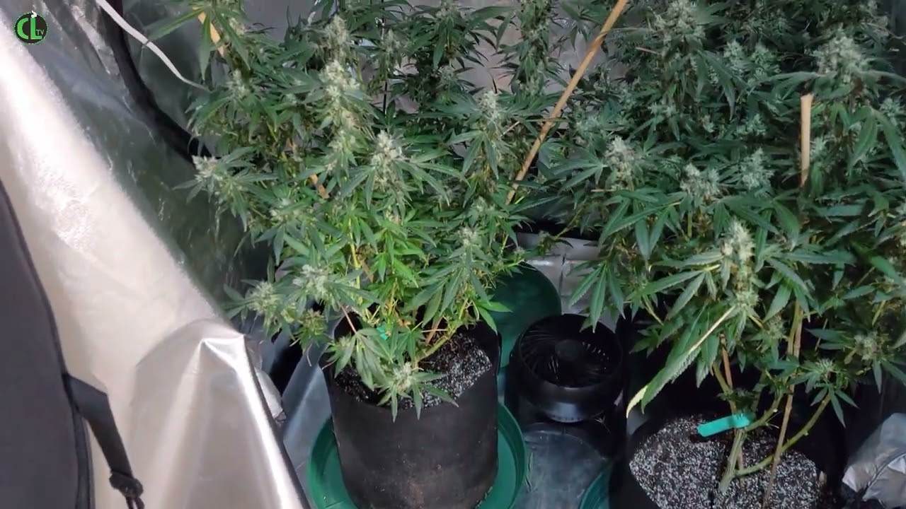 5/8/21 Garden update with the Viparspectra XS4000 and p4000