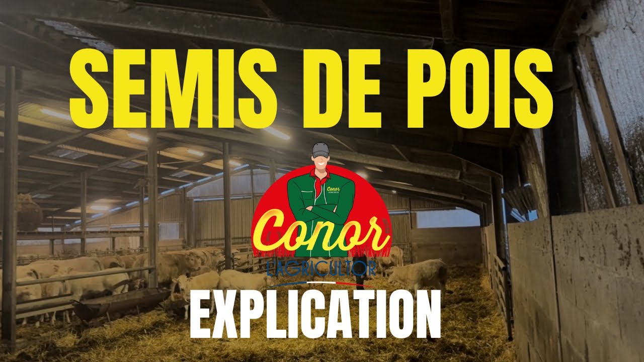 Les semis de pois- explications 