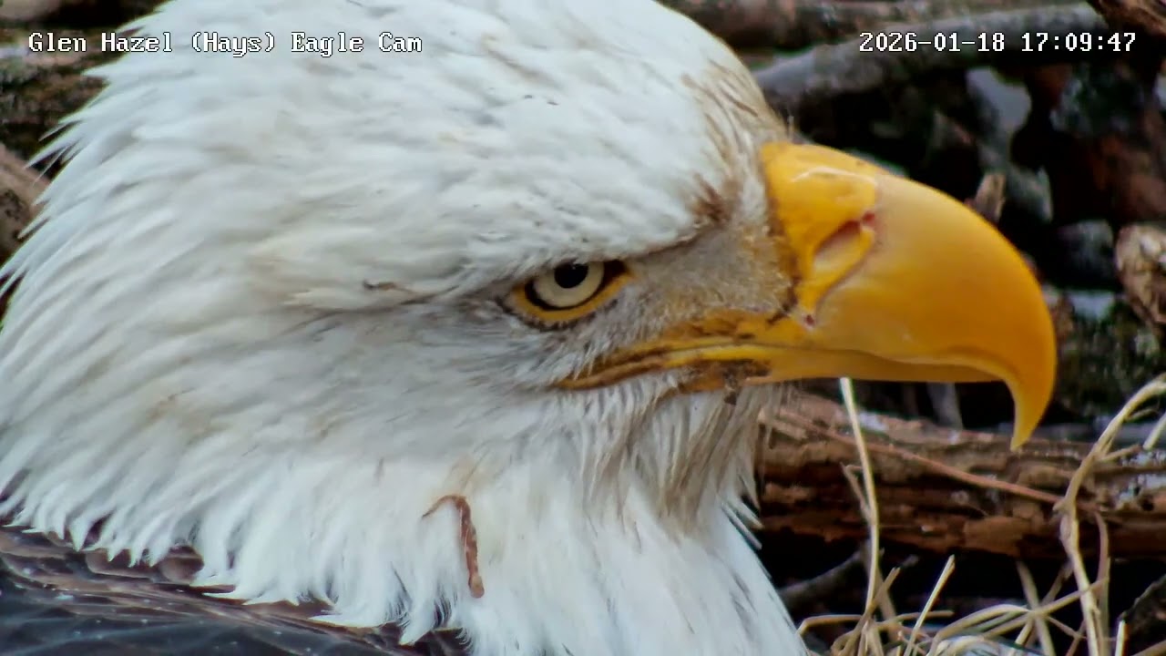 Glen Hazel (Hays) Bald Eagle Nest - Mom Extreme Close-up 1-18-2026 
