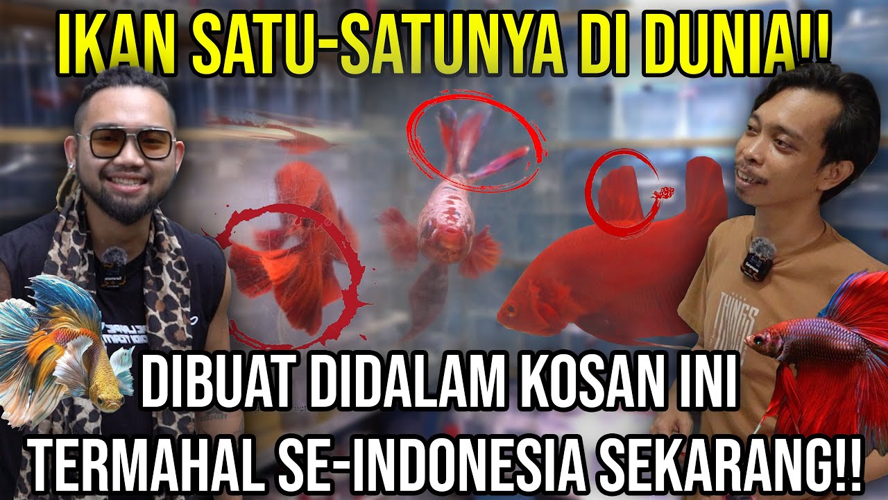IKAN SATU-SATUNYA DI DUNIA!! DIBUAT DALAM KOSAN INI TERMAHAL SE-INDONESIA SEKARANG!!