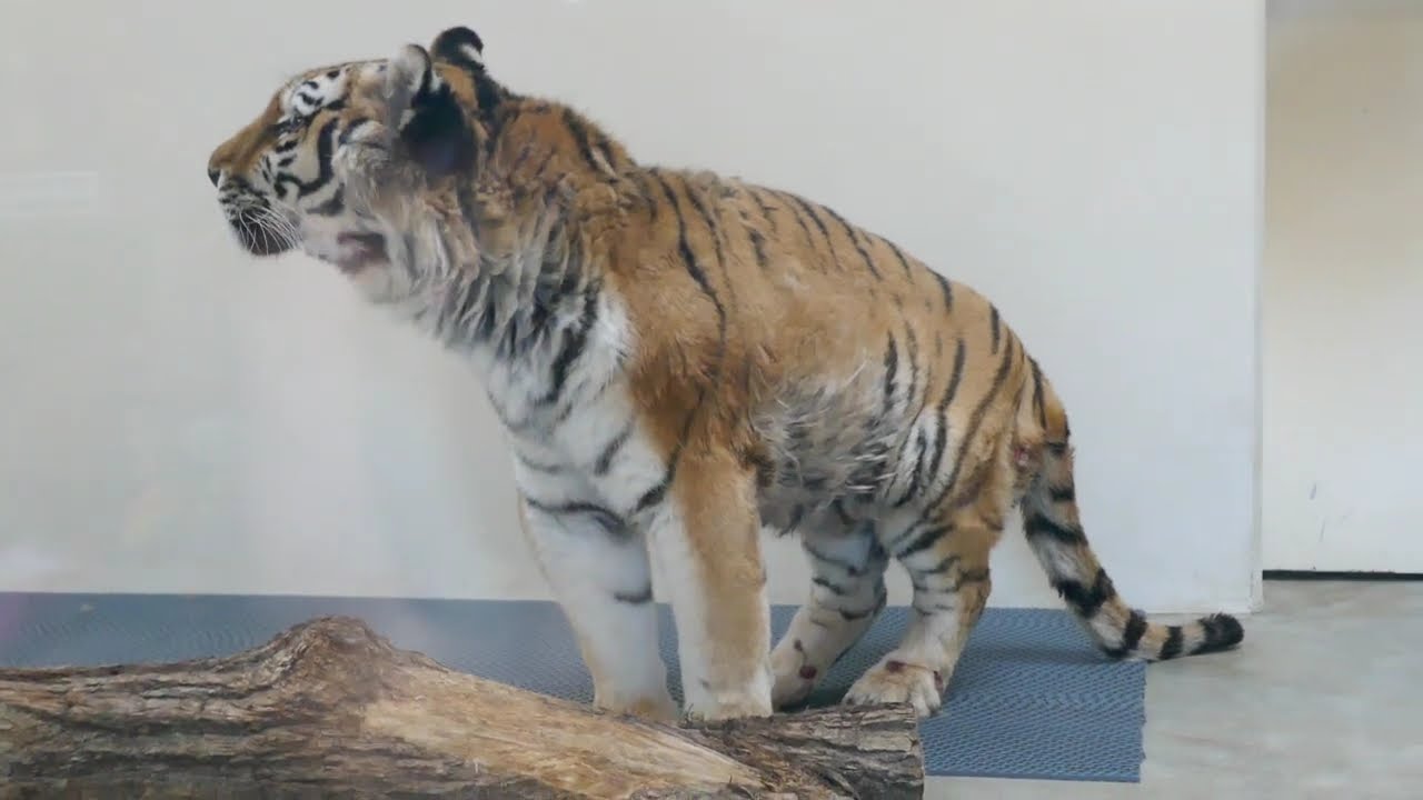 立つ