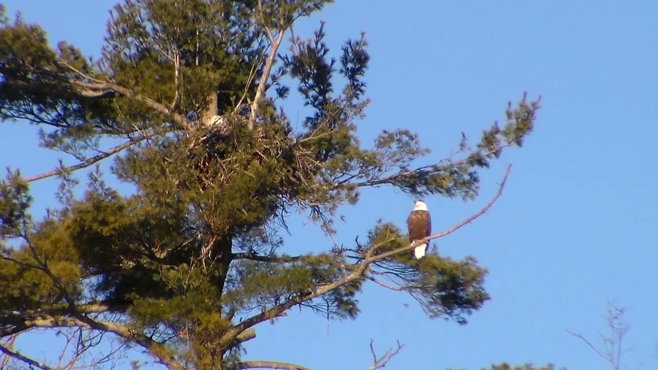 Nith River Eagles