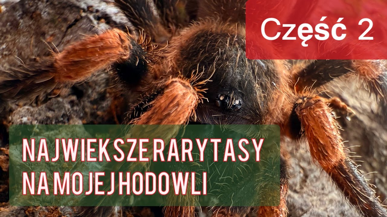 NAJWIEKSZE RARYTASY NA MOJEJ HODOWLI część 2 | Spiders_lab