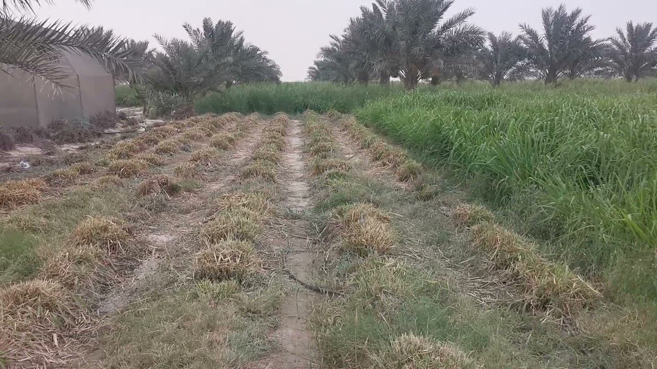زراعة علف البونكام بمباسا. سمباسا الإسباني. علف الرغل.