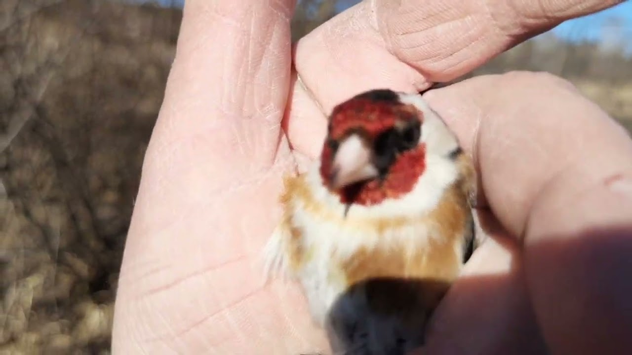 Ловля щеглов, чижей, реполовов. 8.04.2023.