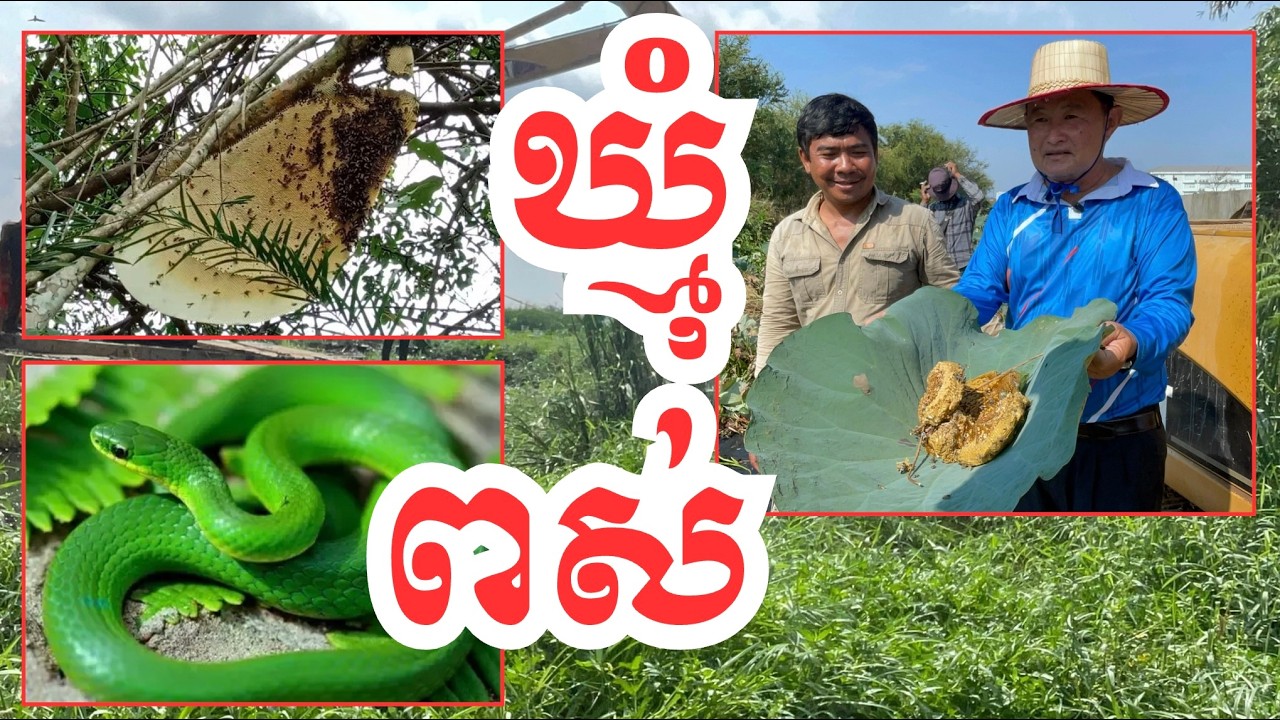 ស្តារប្រឡាយ ជួបឃ្មុំ ជួបពស់ ជាសញ្ញាណល្អ! #cambodia #author #canal #project #revealed #civilization