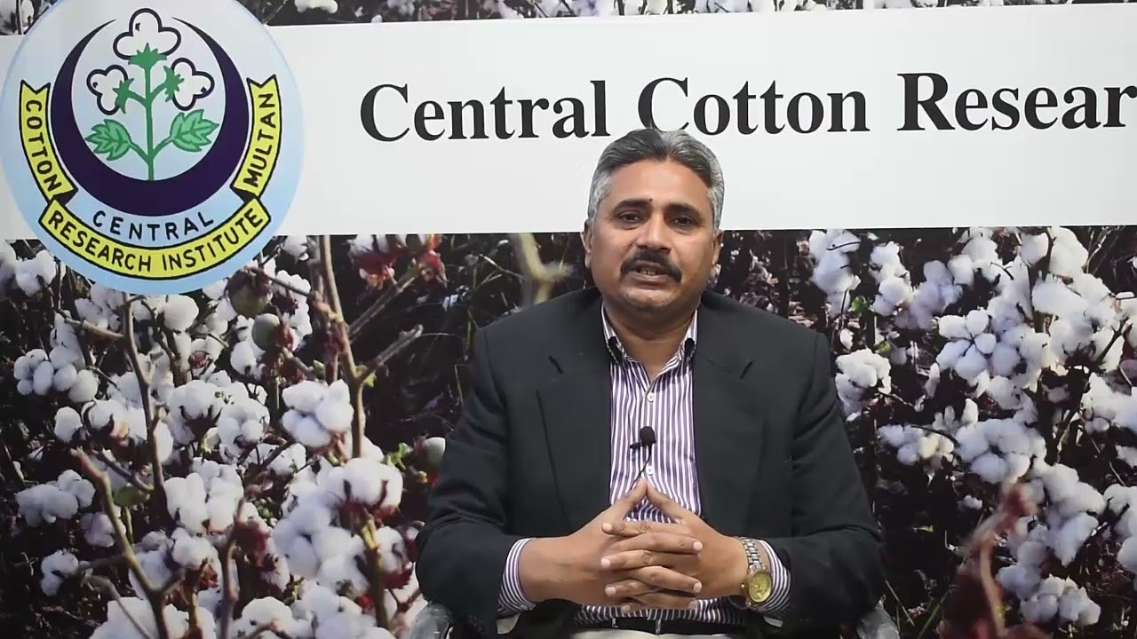 Scientific Recommendations for Early Cotton Cultivation 2026: Technical Advisory by CCRI Multan