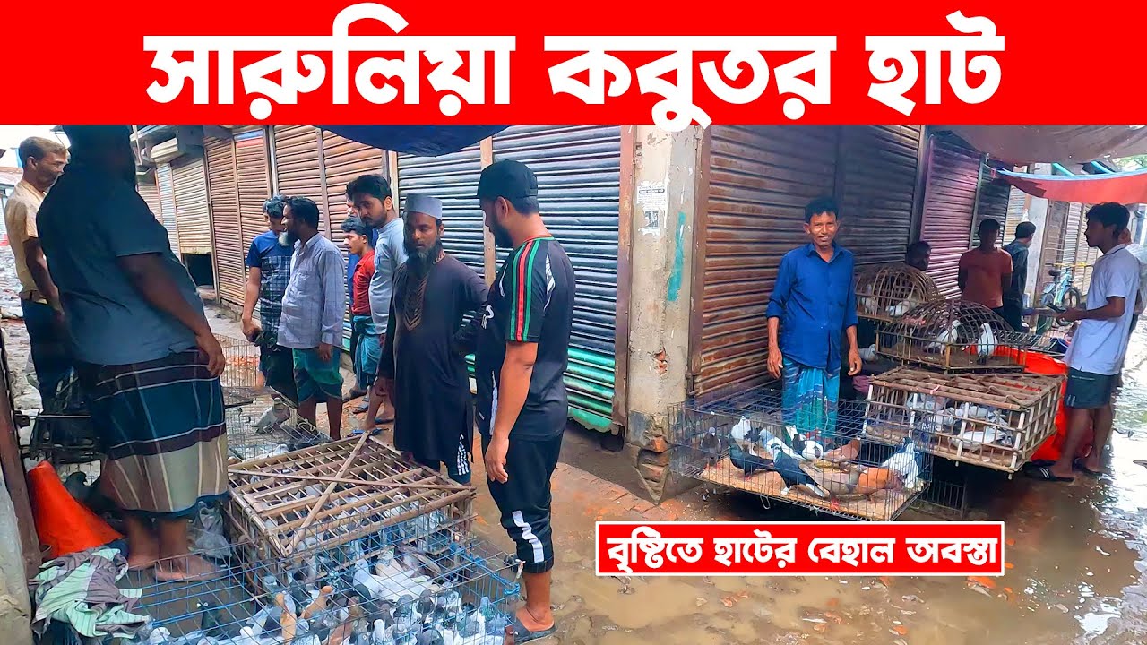 সারুলিয়া কবুতর হাট ২২-৫-২০২৫ || today kobutor hat 2025 || pigeon market bd || Saroliya kobutor hat
