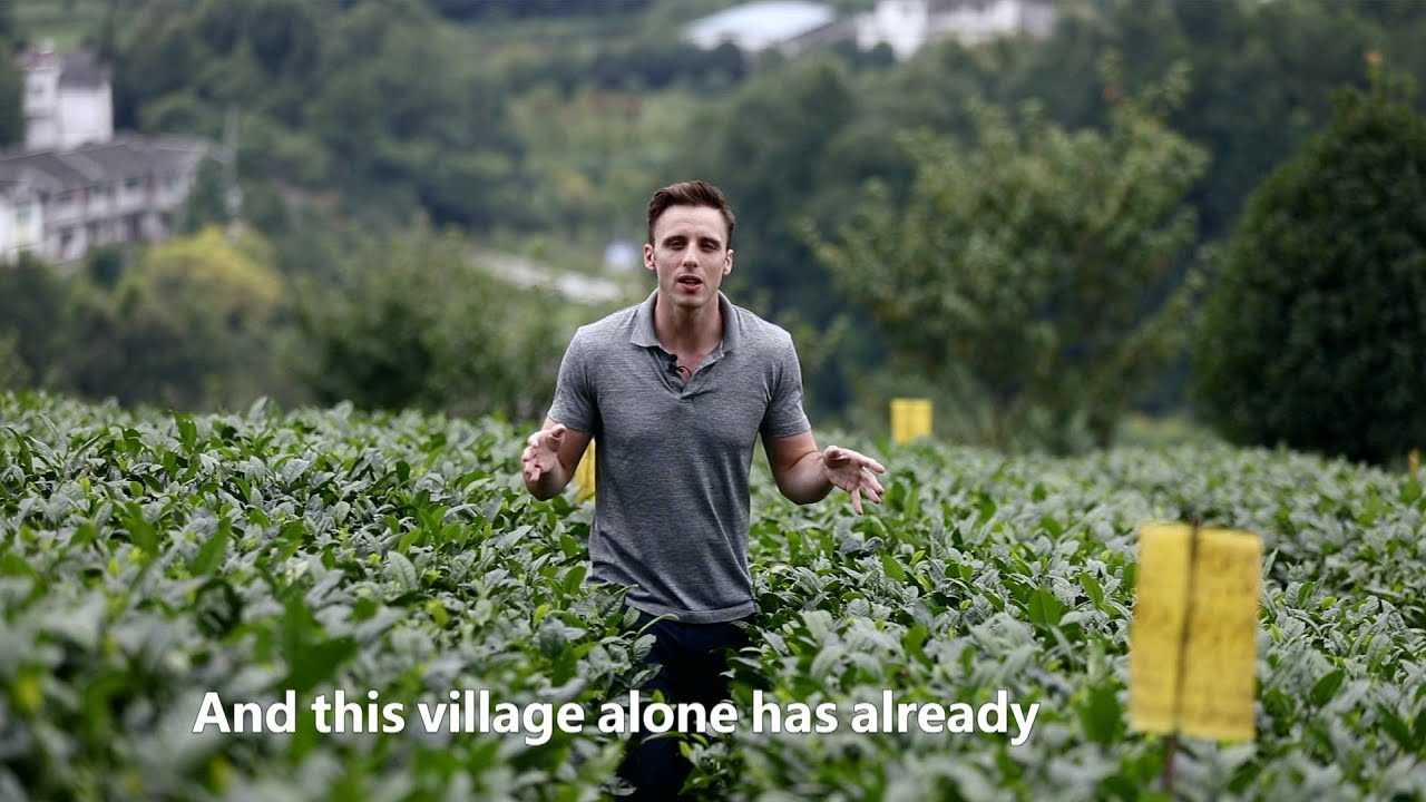 Tea tourism vitalizes Jinhua village in China's Guizhou