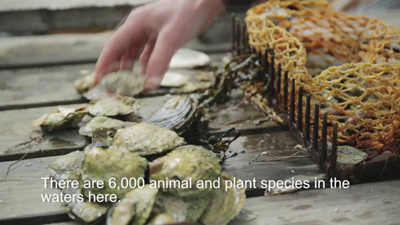 West coast of Sweden has the best oysters in the world!