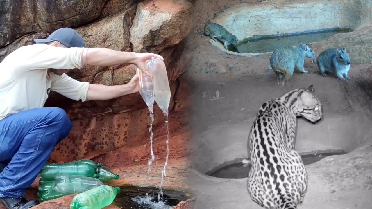 COLOCANDO ÁGUA PARA OS ANIMAIS SELVAGEM NO SERTÃO DA BAHIA...