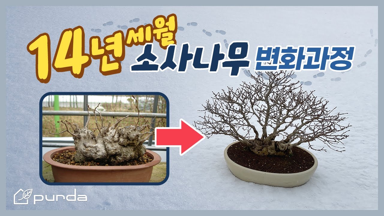 14년 세월의 소사나무 변화과정 & 값어치 올리는 소사나무 식재 꿀팁👍