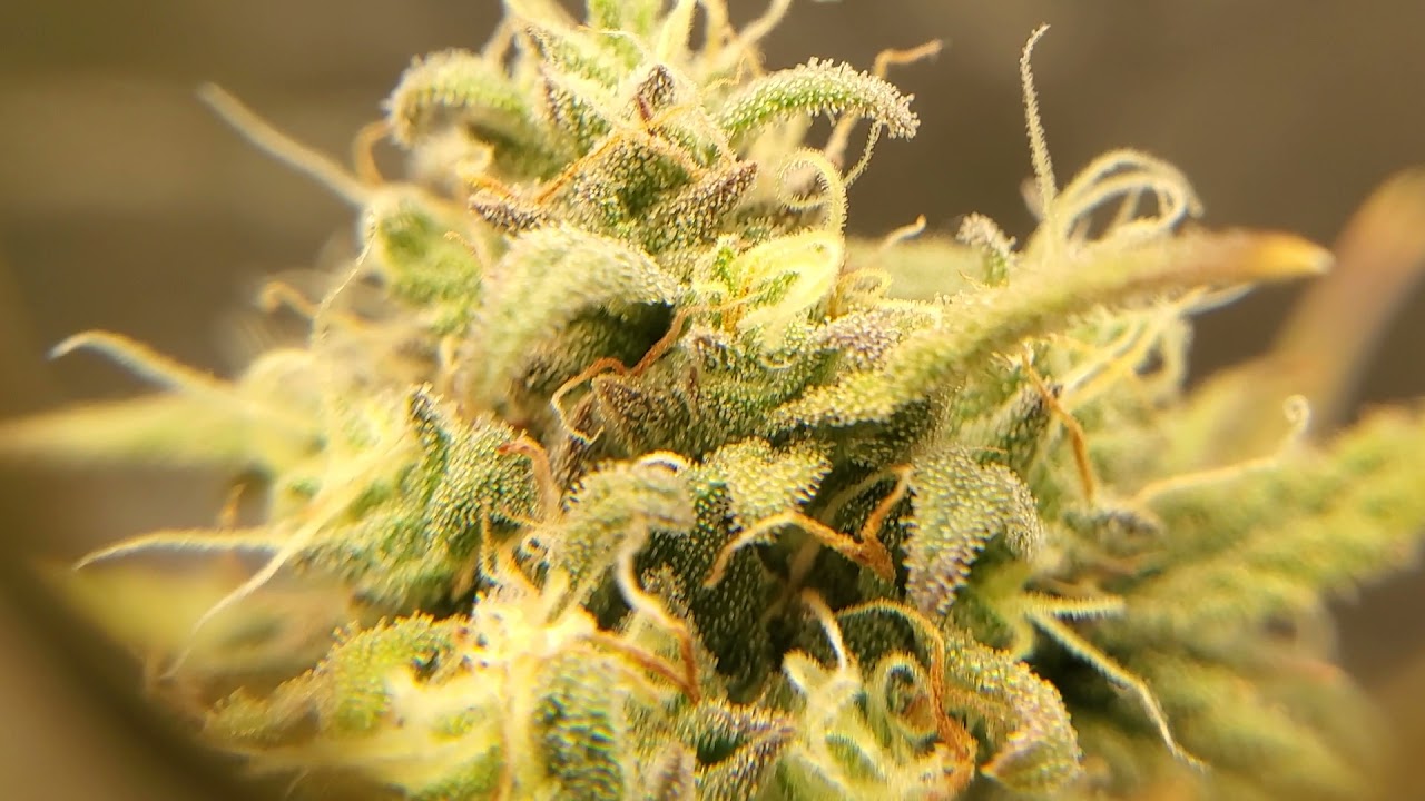 Using a loupe with my phones camera on one of my cannabis plants