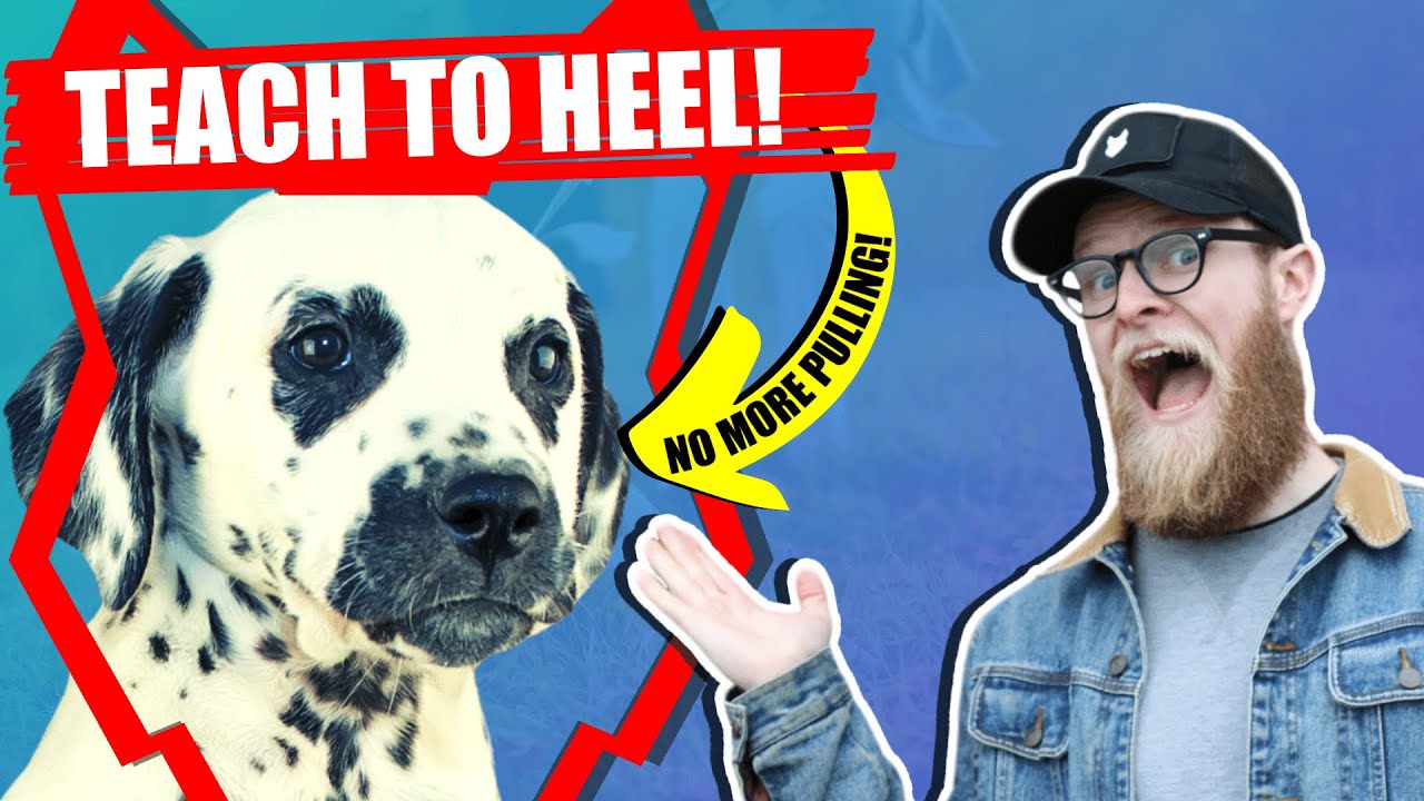 How To Get Your DALMATIAN To WALK TO HEEL
