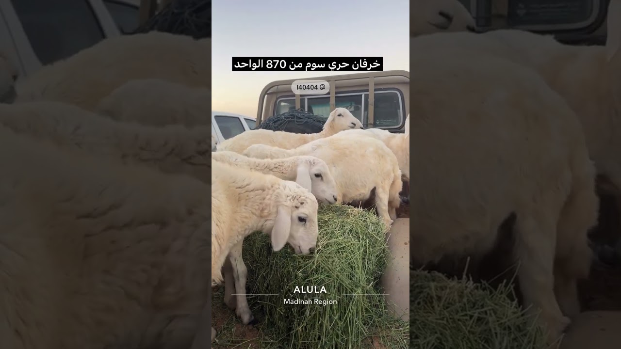 اسواق