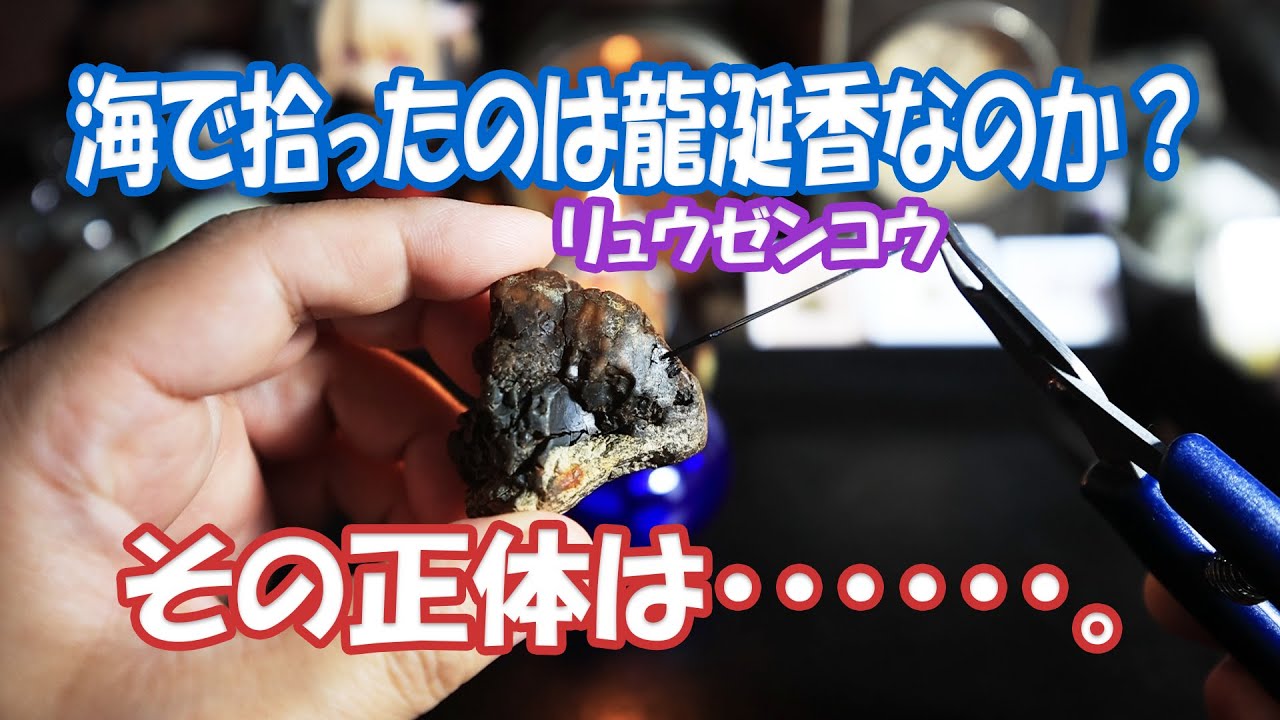 海で拾ったのは龍涎香なのか？その正体は・・・。