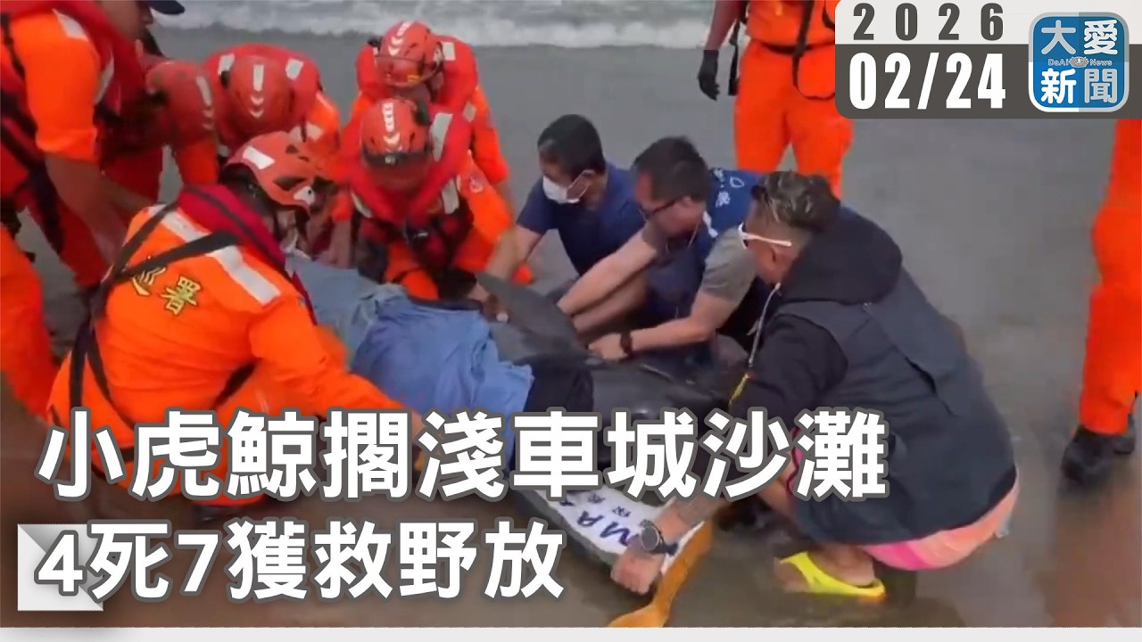 小虎鯨擱淺車城沙灘  4死7獲救野放｜#大愛新聞 #小虎鯨 #集體擱淺